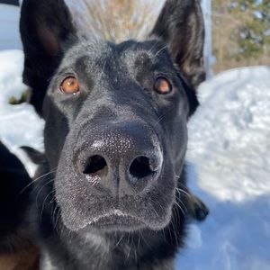 Meet your Posher, Carissa